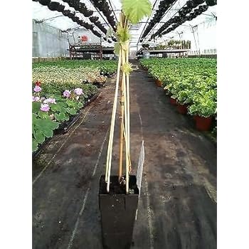 Grape Vine: Amazon.co.uk: Garden & Outdoors