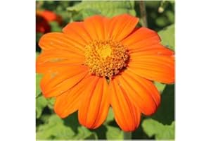 SVI Paquet de 100 graines, la flamme du Mexique graines de tournesol (Tithonia rotundifolia)