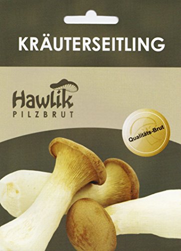 Kräuterseitling Dübel