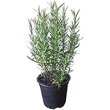 Suchergebnis auf Amazon.de für: rosmarin pflanze