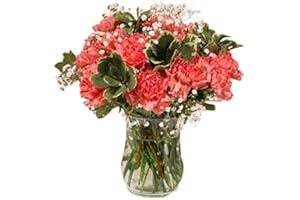 SendABunch 18 Luxury Pink Carnation Bouquet with Million Star Gypso and Guylian Belgian Chocolates. 14 Day Freshness Guarantee. A Wonderful Flower and Chocolate Gift Set