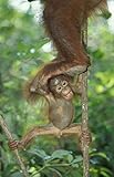 Eine schöne Orang-Utan-Postkarte