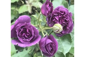 GENERIC Minerva Floribunda Bush Rose Plant in A 3Lt Pot- Purple Fragrance Rose