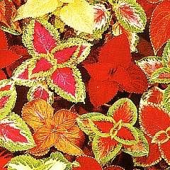 Coleus T&amp;M Prize