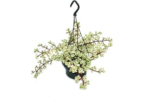 Exotenherz - Zimmerpflanze zum Hängen - Portulacaria afra var. - Jadebaum 14cm Ampel