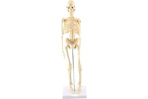 GAESHOW Model anatomiczny ludzkiego szkieletu, szkielet naturalnej wielkości, 45 cm anatomiczne narzędzie dydaktyczne z podstawą PVC, ruchome ramiona i nogi model naukowy