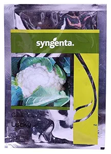 Syngenta Cauliflower Lucky Seeds (Green, 10 grams)