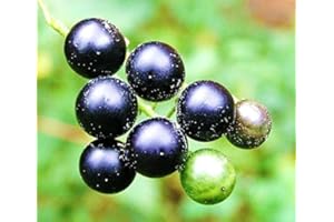 SVI morelle noire Solanum nigrum jardin Huckleberry hierba mora graines 200 graines