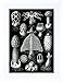 Produktbild 9x7 '' NATURE HAECKEL FUNGUS MUSHROOM TOADSTOOL BIOLOGY FRAMED ART PRINT F97X613
