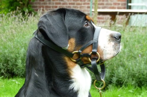 DOGMATIC-LEATHER-HEADCOLLAR-BROWN-SIZE-4L