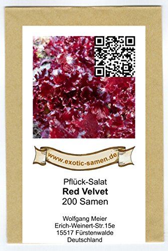 Pflück-Salat – Red Velvet (200 Samen) - 2