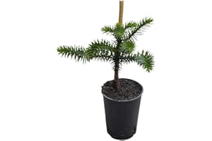 OLIVE GROVE Garden Plant - Araucaria - Monkey Puzzle- Plant Approx 40cm Tall