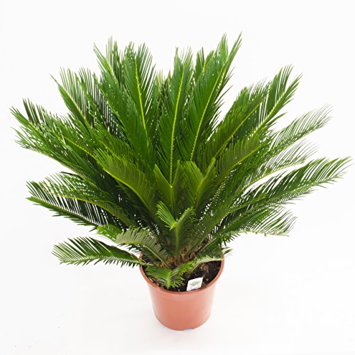 Cycas Revoluta 70cm +/- ,Palmfarn – Sagopalme, Topfgröße 15 cm - 5