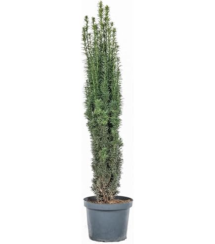phoenix palme künstlich Künstliche Palme Phoenix De Luxe 2,10m