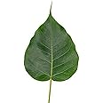 DADFirm Fresh Peepal Leaves, Pepal Ke Patte for Poojan, Havan And Auspicious Rituals - 60 pieces.