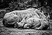 Produktbild Postereck - Poster 2931 - Nashorn, Tier Familie Kind Mutter SW Baby Afrika Wild Größe 3:2-30.0 cm x 20.0 cm