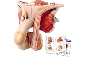 EVOTECH SCIENTIFIC Male Genital Organ Model, Life Size 5-Parts, Median Section, Showing the Penis, Prostate, Bladder, Seminal Vesicle, Spermatic Cord, Testicle, and Rectum, Anatomy Of Male Reproductive System