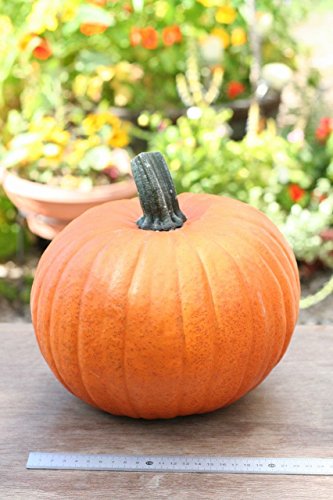 ハロウィンかぼちゃMサイズ（生カボチャ） 飾り南瓜 ジャック・オー・ランタン用