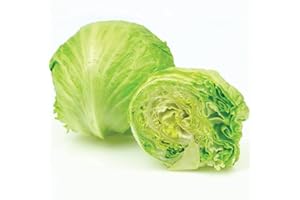 Gardeners Kitchen - Lettuce Plants 'Iceberg' 6 X Medium Vegetable Plugs.