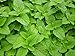 Produktbild Portal Cool Melissa officinalis (Zitronenmelisse) 50 Seed