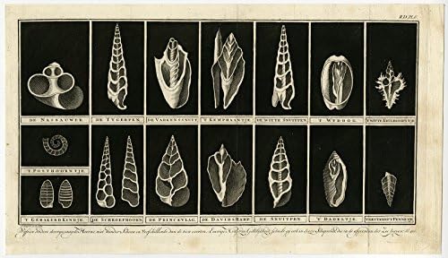 Antique Print-MOLLUSCS-MOLLUSCA-HORNED SHELL-PLATE 6-Martinet-1779