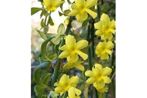PFLANZEN FÜR DICH Echter Winterjasmin - Jasminum nudiflorum 60-100 cm,