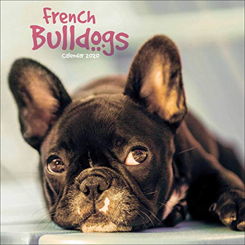 Télécharger French Bulldogs Mini Square Wall Calendar 2020 Francais PDF