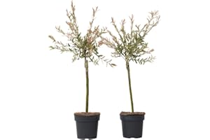 Plant in a Box - Salix integra 'Flamingo' - Set de 2 - Plante exterieur jardin persistant - Saule crevette - Saule panaché - Pot 17cm - Hauteur 60-80cm