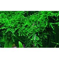 Tropica Aquarium Pflanze Moos Vesicularia ferriei 'Weeping Nr.003B TC in Vitro 1-2 Grow Wasserpflanzen Aquarium…