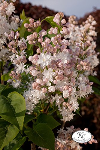Flieder, Edelflieder Schöne von Moskau ® - Kräftige Pflanze im 3,5 lt.-Topf, 40-60 cm