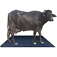 Punjab Dairy 30 Mm Cow Mat For Your Cow, Buffelo Horse ||8 * 5 Feet || Eva Mat (Color May Vary) ||Cow Mats Rubber For Dairy Farm||large