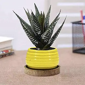 Lasaki Spring Yellow Ceramic Pots with Wooden Stand Plate for Indoor Plants Planters Flower pots Outdoor Succulent Pot(wp5)