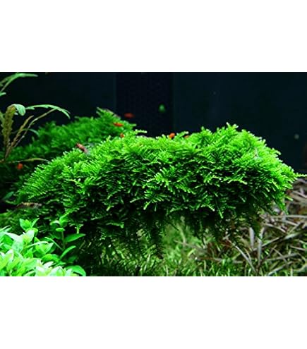 Tropica 1-2-GROW! Bonsai-Nadelsimse/Eleocharis sp. 'Mini': Amazon.de:  Haustier