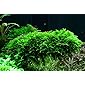 Tropica Aquarium Pflanze Moos Vesicularia dubyana 'Christmas Nr.003ATC in Vitro 1-2 Grow Wasserpflanzen Aquarium…