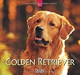 Golden Retriever: Original Stürtz-Kalender 2020 - Mittelformat-Kalender 33 x 31 cm by