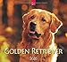Golden Retriever: Original Stürtz-Kalender 2020 - Mittelformat-Kalender 33 x 31 cm by