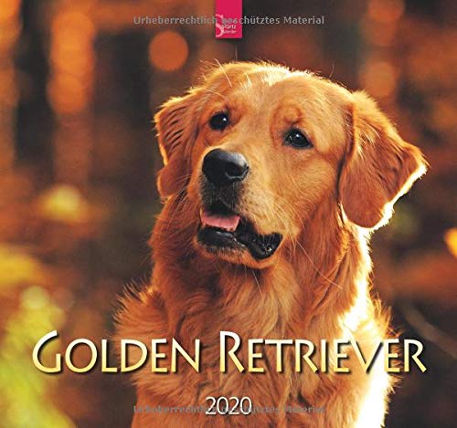 Golden Retriever: Original Stürtz-Kalender 2020 - Mittelformat-Kalender 33 x 31 cm