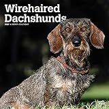 Wirehaired Dachshunds - Rauhhaardackel 2020 - 16-Monatskalender mit freier DogDays-App: Original BrownTrout-Kalender [Mehrsprachig] [Kalender] (Wall-Kalender) by 