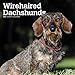 Wirehaired Dachshunds - Rauhhaardackel 2020 - 16-Monatskalender mit freier DogDays-App: Original BrownTrout-Kalender [Mehrsprachig] [Kalender] (Wall-Kalender) by 