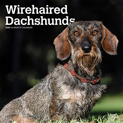 Wirehaired Dachshunds - Rauhhaardackel 2020 - 16-Monatskalender mit freier DogDays-App: Original BrownTrout-Kalender [Mehrsprachig] [Kalender] (Wall-Kalender)