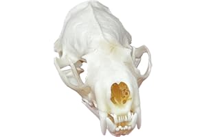 KSVMOAG Taxidermy Real Animals Skulls, Real Bones Specimen, Taxidermy Supplies for Science Education,oddities gift (Mink Skull(Approx.6cm))