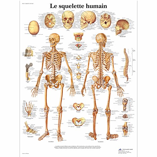 3B Scientific VR2113L Planche Anatomique, Le Squelette Humain