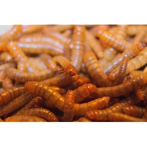 Lebende Mehlwürmer - ca. 50g