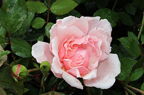 Rambling rose Albertine - Strongly developed plant in a 6 L pot