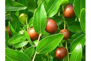 SVI Date chinoise, Ziziphus Jujube, Arbre 5 graines