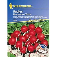Radies Riesenbutter Vitessa Saatband 5mtr