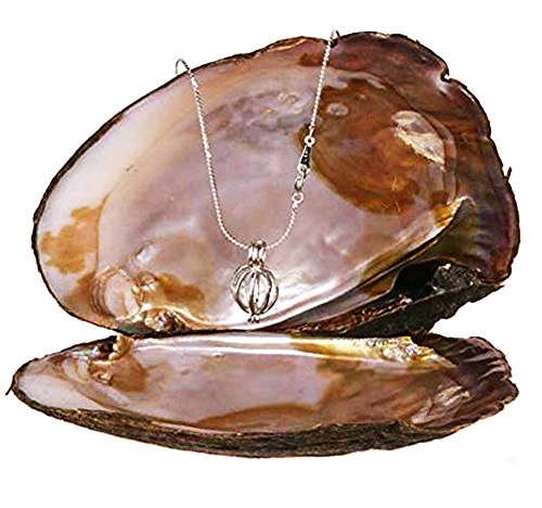 Natürliche Liebesperle in Muschelschale