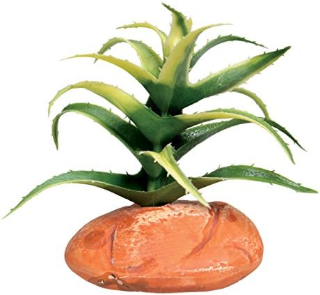 Reptile Treasures 23822 Cactus Fern