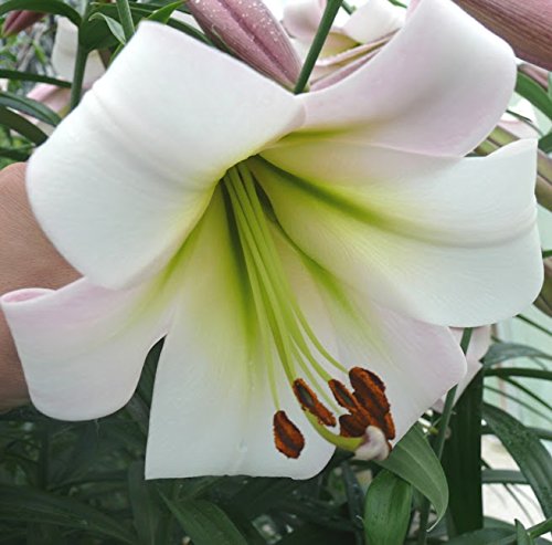 Liliem hybrid - Baumlilie " Eastern Moon "