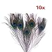 Produktbild Peacock Feathers - 10pk by CI